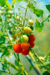 tomatoes grown in a greenhouse