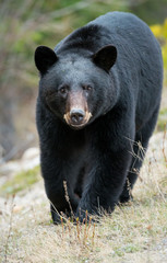 Wild black bear in the Rocky Mountains - 223078454