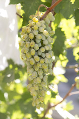 Hanging grapes