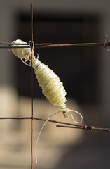 Plastic wire for measuring the structure