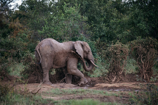 Elephant on Safari in Tanzania 
