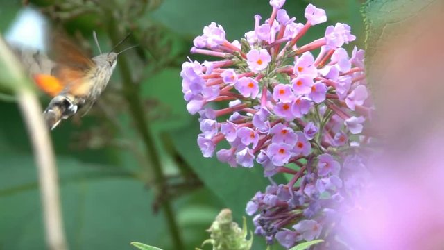 Butterfly Sphinx fun animal Hovering flight pink flower Nature close up view