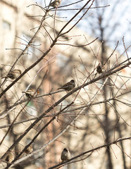Common Chiffchaff bird on a tree branch