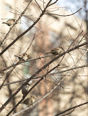 Common Chiffchaff bird on a tree branch
