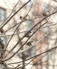 Common Chiffchaff bird on a tree branch