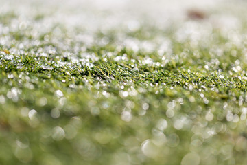 Green growing grass in snow