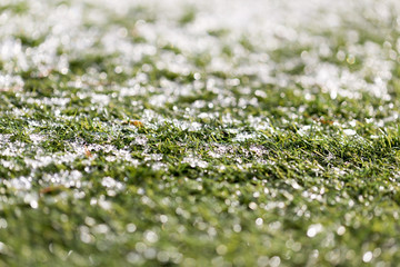 Green growing grass in snow
