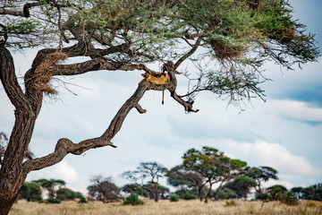 Lion in a tree