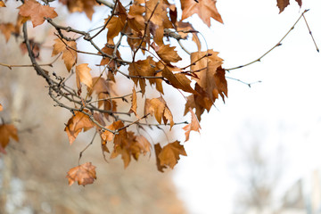 Leaves with snow on the representing a change of season from fall to winter.