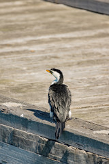 Cormorant on Pier vert.