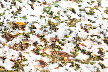 Closeup of multicolor leaves sprinkled with snow and brightly lit by the sun