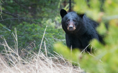 Wild black bear in the Rocky Mountains - 223079474