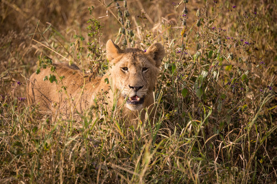 animal - african lion in Tanzania 