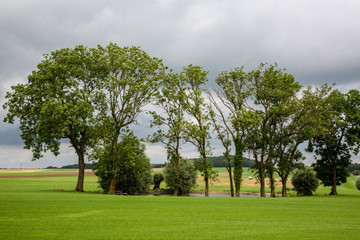Fototapeta na wymiar group of trees on green grass in the park