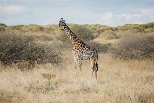 Giraffe on Safari 