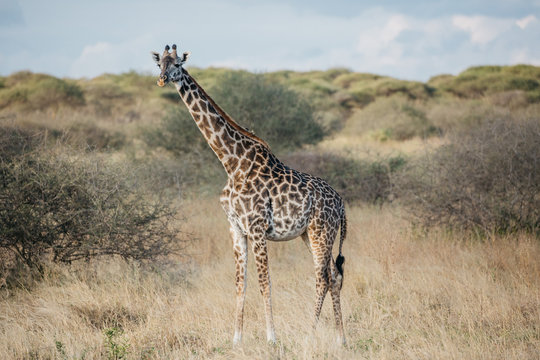 Fototapeta Giraffe on Safari 