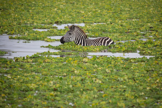Zebra on Safari in Tanzania 