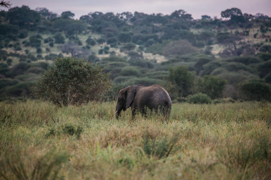 Elephant on . Safari in Tanzania 