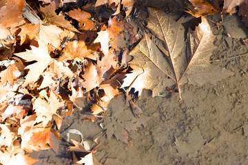 Sidewalk with autumn leaves and rain puddle