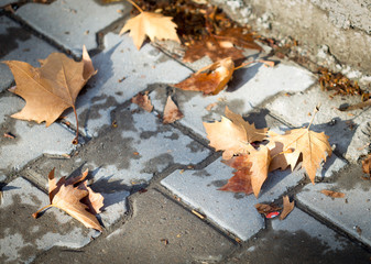Sidewalk with autumn leaves and rain puddle