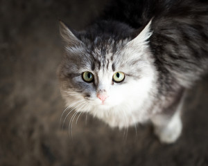 Fototapeta premium cat looking at camera