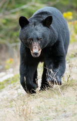 Obraz na płótnie Canvas Wild black bear in the Rocky Mountains
