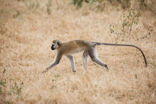 Monkey on Safari in Tanzania 