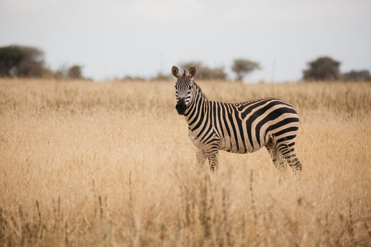 Zebra on Safari in Tanzania 