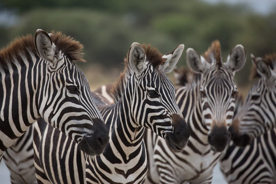 Pack of Zebras on Safari in Tanzania 