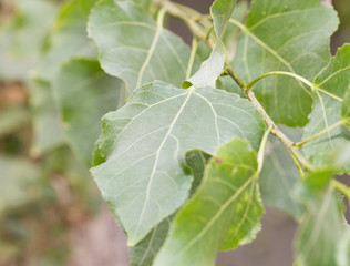 green leaves on the tree