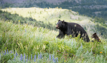 Wild black bear in the Rocky Mountains