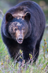 Fototapeta premium Wild black bear in the Rocky Mountains