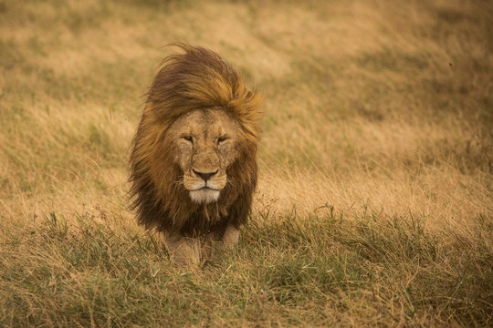 Lion on Safari in Tanzania 