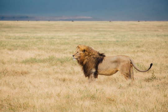 Lion On Safari in Tanzania 