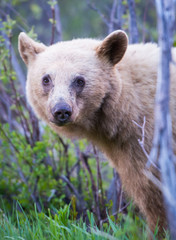 Obraz premium Wild black bear in the Rocky Mountains