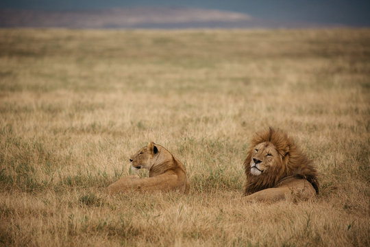 Lions on Safari 
