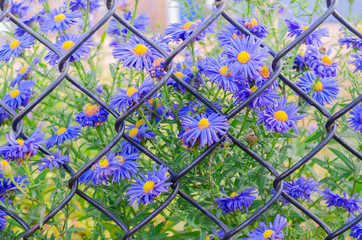 closeup beautiful blue flowers on background of old rusty wire mesh fence