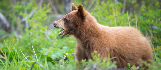 Wild black bear in the Rocky Mountains