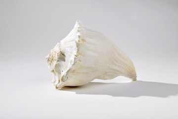 Profile of a conch shell on all white background