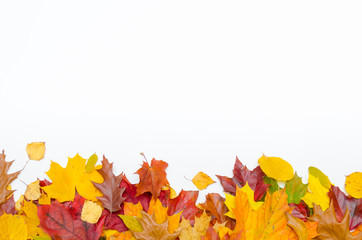 Autumn Thanksgiving leaves on a white background