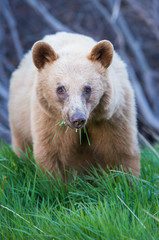 Fototapeta premium Wild black bear in the Rocky Mountains