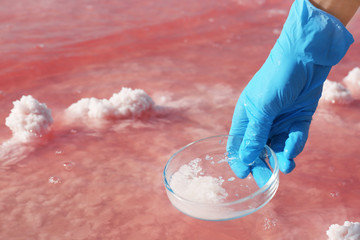 Laboratory worker with Petri dish taking sample from pink lake for analysis, closeup