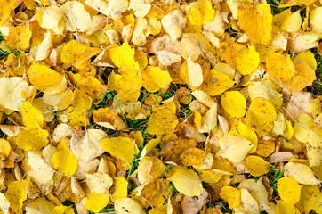 top view close up beautiful bright photo of yellow leafs fallen on green fresh grass on sunny autumn day