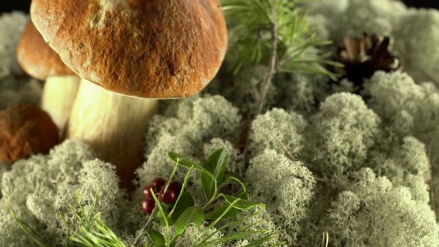 Forest mushrooms. Cepes. Natural product. Delicacy. Rotation. 4K.