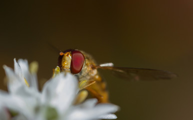 Marmalade Fly (Episyrphus balteatus)