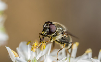 Cheilosia caerulescens hoverfly