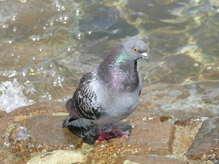 Pigeon at the Fountain