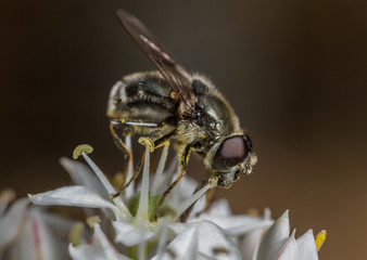 Cheilosia caerulescens hoverfly