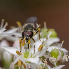 Cheilosia caerulescens hoverfly