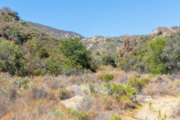 Fototapeta na wymiar Dead brush and dry trees cover hiking area of Southern California